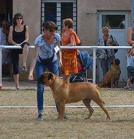 du mont des titans - Nationale d'Elevage Bullmastiff  2016