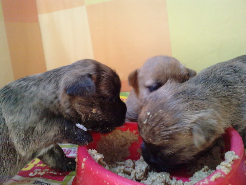 chiots 3 semaines