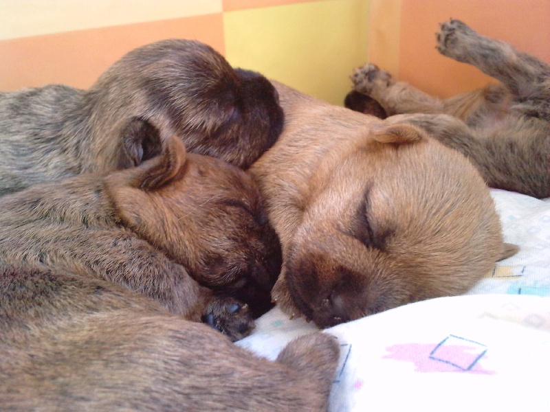 chiots 15j