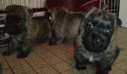 chiots 1 mois