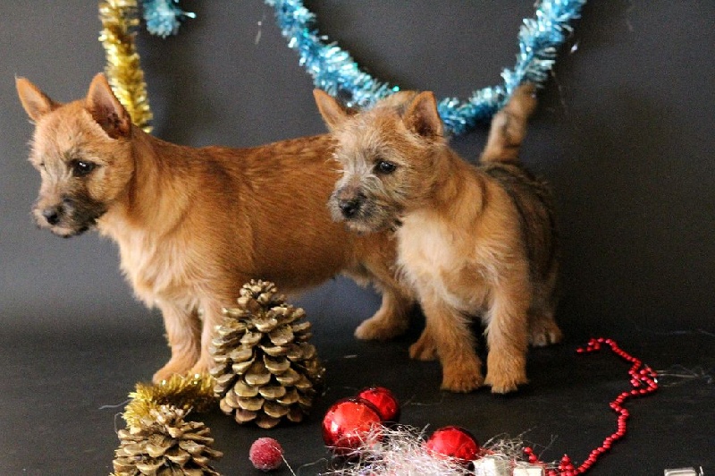 Chiot Cairn Terrier du mont des titans